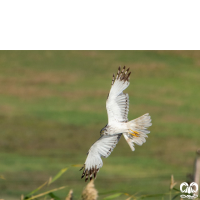 گونه سنقر تالابی شرقی Eastern Marsh Harrier